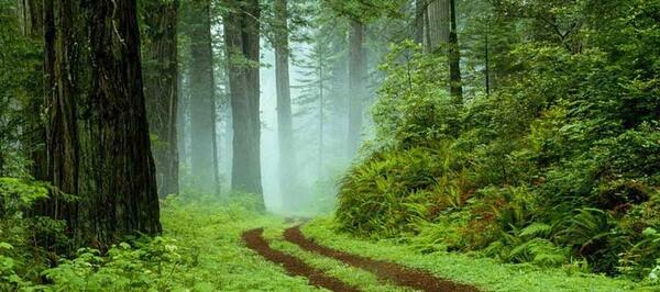 عکس زیباترین جنگل دنیا
