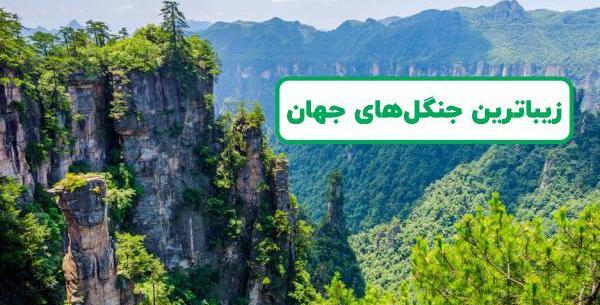 عکس زیباترین جنگل های جهان