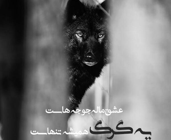 عکس جنگی لاتی