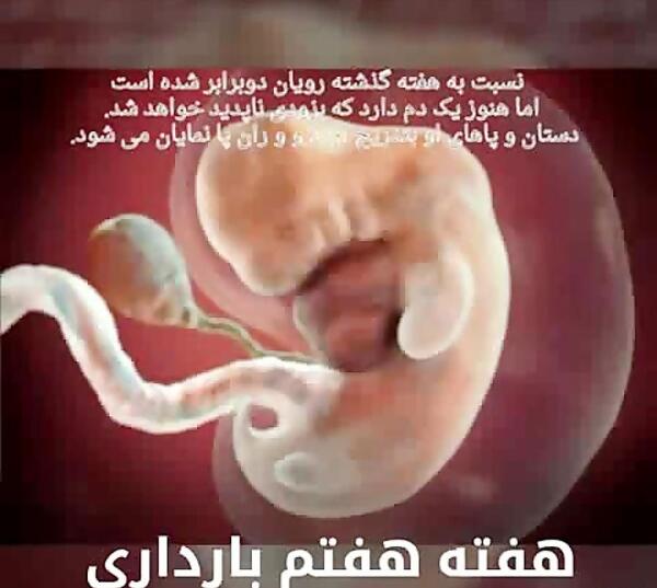 عکس جنین یک ماهه
