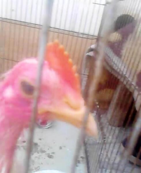 عکس جوجه رنگی بزرگ