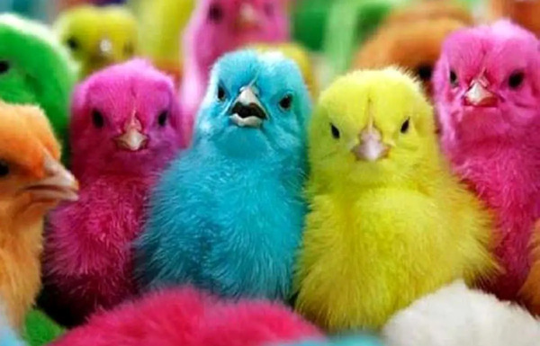 عکس جوجه رنگی صورتی