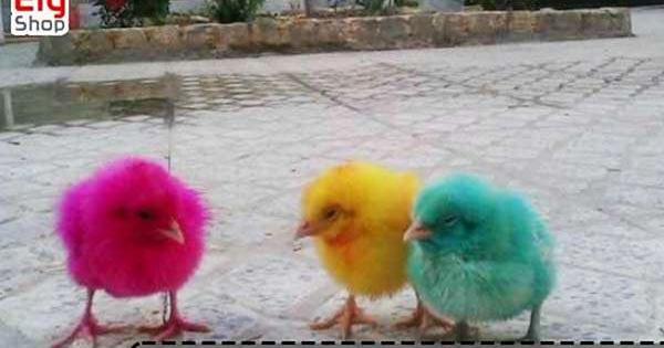 عکس جوجه رنگی صورتی