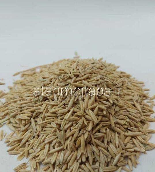 عکس از بلغور جو