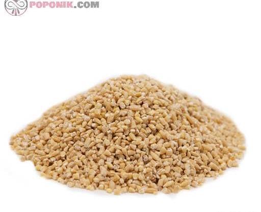 عکس از بلغور جو