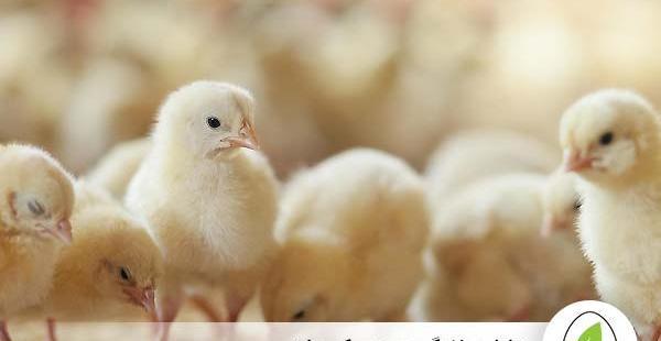 عکس غذای جوجه مرغ