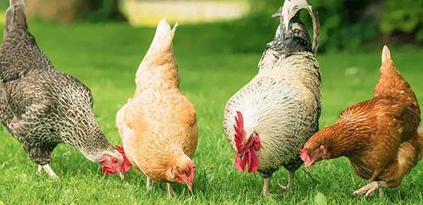عکس غذای جوجه مرغ