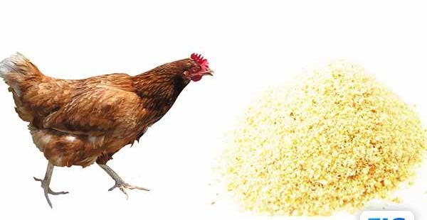 عکس غذای جوجه ها