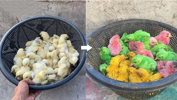 عکس غذای جوجه ها