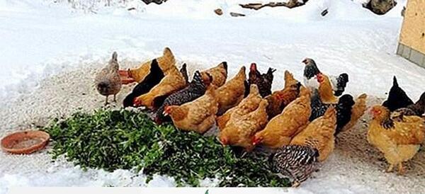 عکس غذای جوجه ها