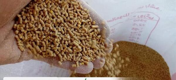 عکس غذای جوجه ها