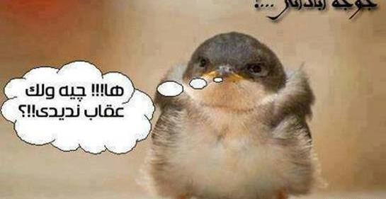 عکس جوجه فان
