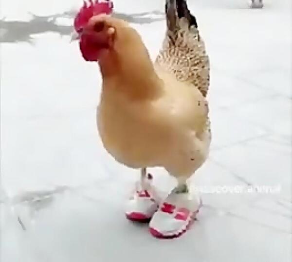 عکس جوجه فان