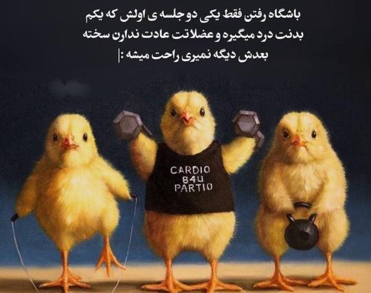 عکس جوجه فان