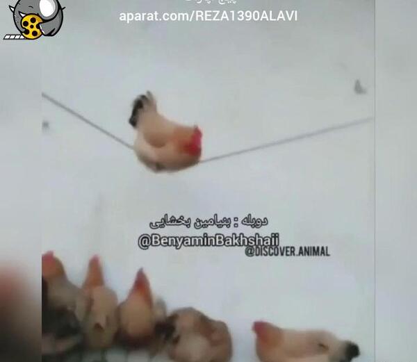 عکس جوجه فان