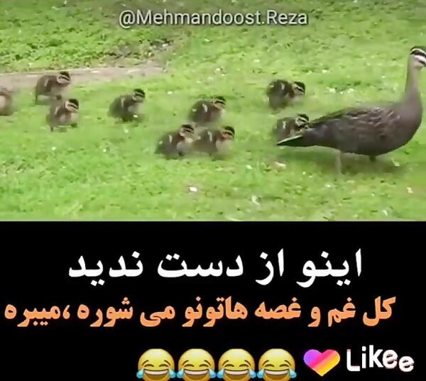 عکس جوجه فان