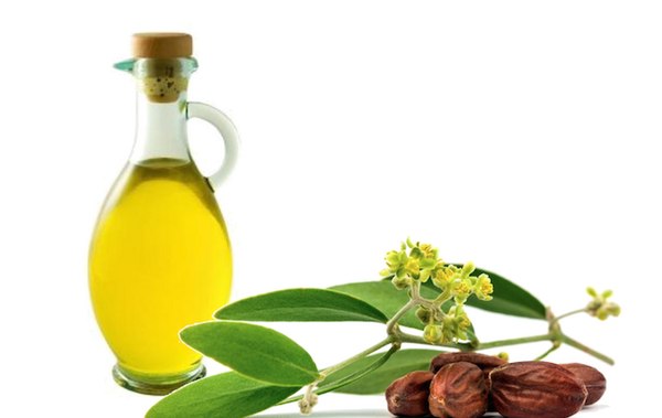 عکس گیاه جوجوبا
