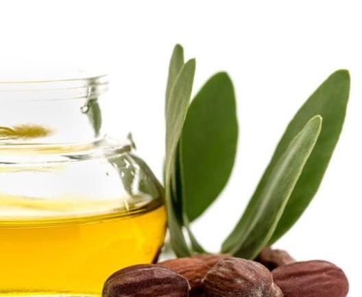 عکس گیاه جوجوبا