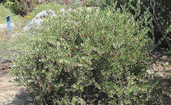 عکس گیاه جوجوبا