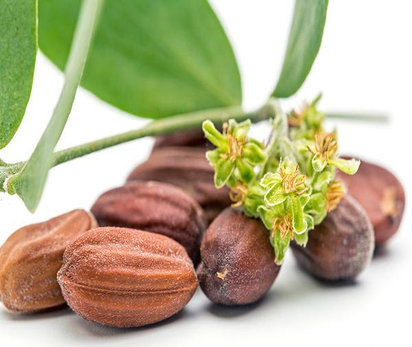 عکس گیاه جوجوبا