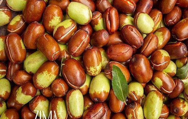 عکس گیاه جوجوبا