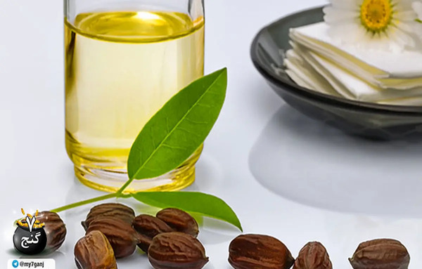 عکس گیاه جوجوبا