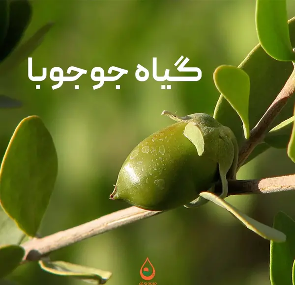 عکس گیاه جوجوبا