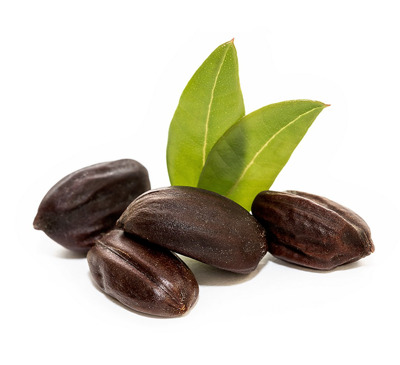 عکس گیاه جوجوبا