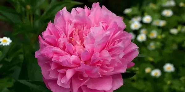 عکس گیاه جوکر