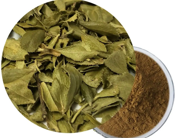 عکس گیاه جوکر
