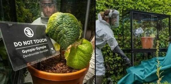 عکس گیاه جوکر