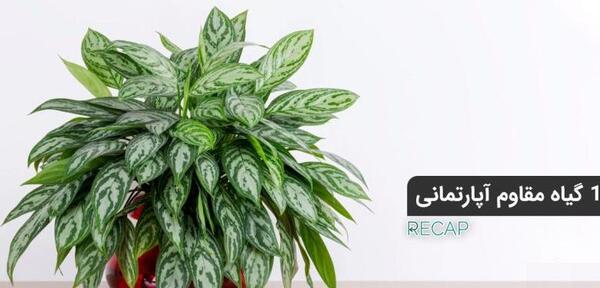 عکس گیاه جوکر