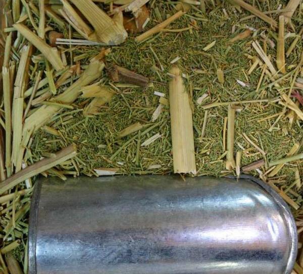 عکس گیاه جاشیر