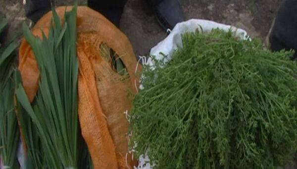 عکس گیاه جاشیر