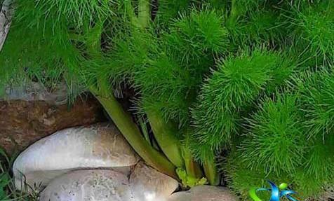 عکس گیاه جاشیر
