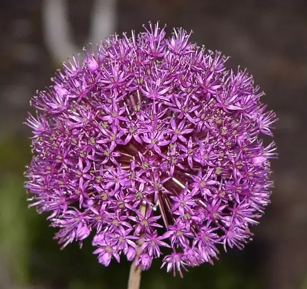 عکس گل جونده