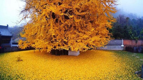 عکس جالب ترین درخت های دنیا