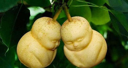عکس های جالب از میوه ها