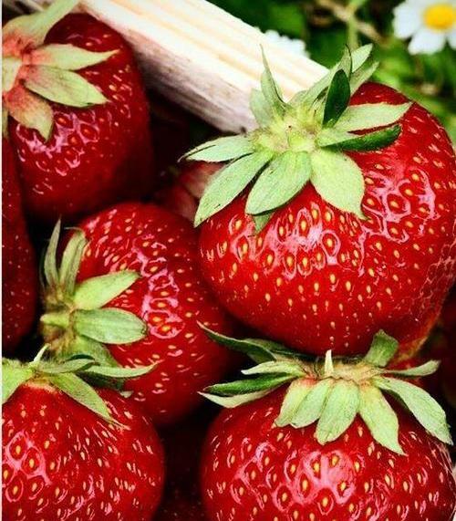 عکس های جالب از میوه ها