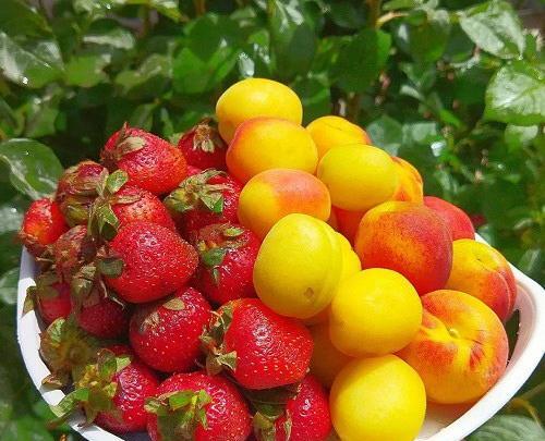 عکس های جالب از میوه ها