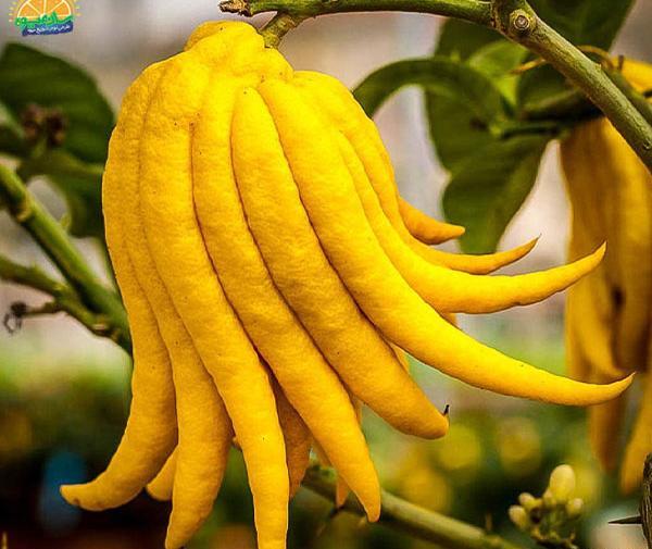 عکس های جالب از میوه ها
