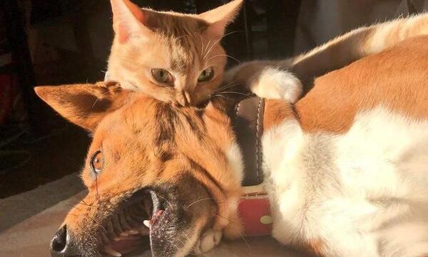 عکس های جالب و خنده دار حیوانات