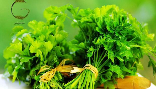 عکس هایی از سبزی جعفری