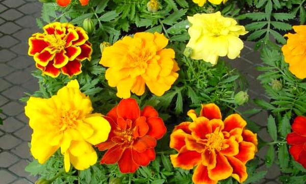 عکس های گیاه جعفری