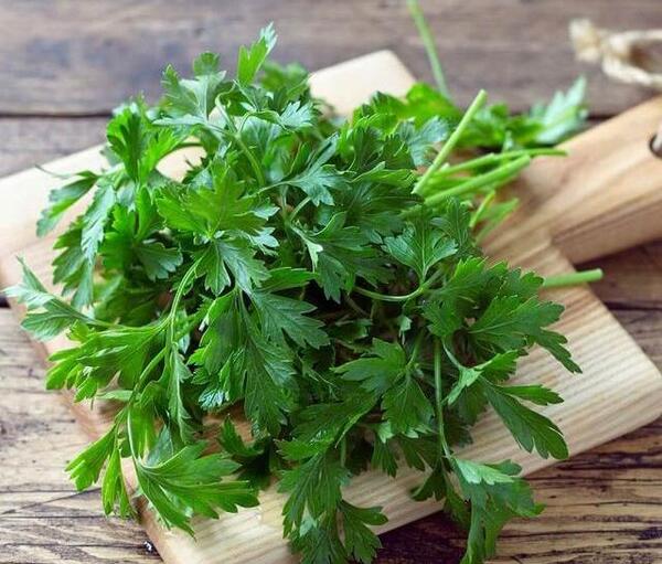 عکس های گیاه جعفری