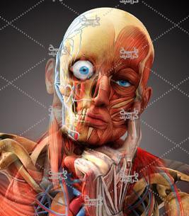 عکس چشم انسان با کیفیت بالا