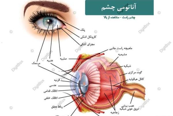 عکس چشم انسان با کیفیت بالا