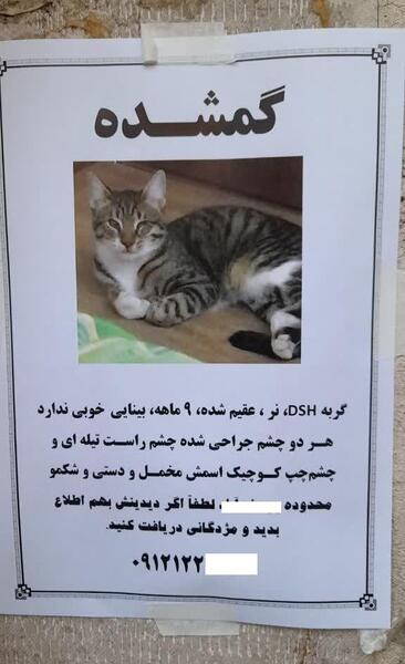 عکس گربه چشم چپ