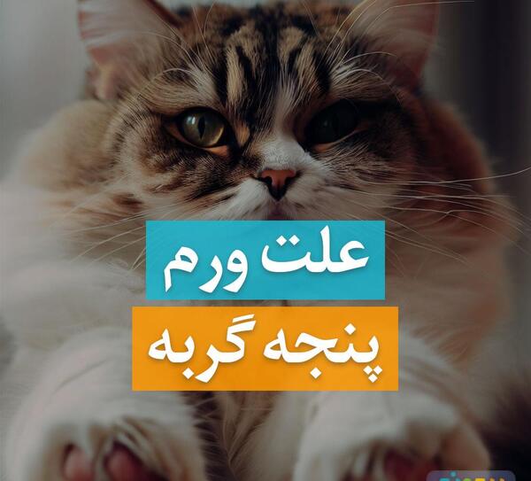 عکس گربه چشم چپ