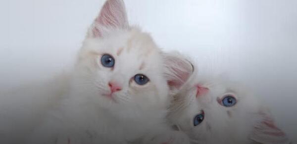 عکس گربه چشم چپ